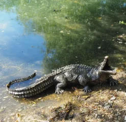 Baby Crocodile Bronze Metal Garden Ornament
