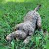 Cockapoo 29cm Bronze Resin Garden Ornament