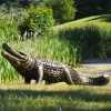 Crocodile Life-Size Bronze Metal Garden Statue