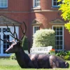 Laying Deer Stag Bronze Metal Garden Statue