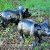 Wild Piglets (Set of 2) Bronze Metal Garden Ornaments